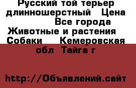 Русский той-терьер длинношерстный › Цена ­ 7 000 - Все города Животные и растения » Собаки   . Кемеровская обл.,Тайга г.